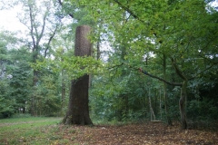 2009 okt Eik die Sneeuwman wordt