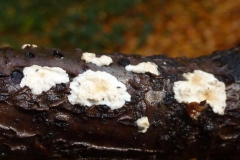 ©Titi, 11 november 2012. Papierzwammetjes, Meruliopsis corium