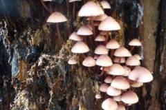 ©Titi. 11 november 2012. roze op stammetje