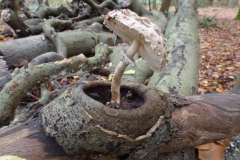 ©Titi. 16 november 2012. Knolparasolzwam, Macrolepiota rhacodes, zoekt zijn eigen plekje in de Hout