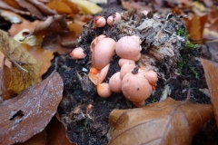 ©Titi. 16 november 2012. Roze zwammetjes met knaloranje vulling