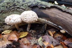 ©Titi. 16 november 2012. Twee knolletjes en 1 klein paddenstoeltje