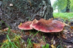 ©Titi. 19 oktober 2012, Biefstukzwam lijkt op een lever
