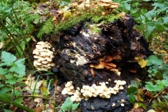 ©Titi. 5 oktober 2012. Hoeveel verschillende paddenstoelen zijn hier te