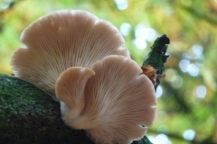 ©Titi. 9 nov. 2012. Oesterzwam, Pleurotus ostreatus, op kastanje