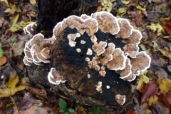 ©Titi. 9 november 2012,