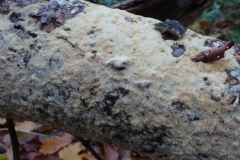 ©Titi. 9 november 2012. Abrikooskleurige korstzwam