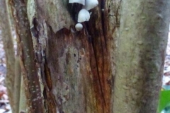 ©Titi. 9 november 2012. Bundelmycena