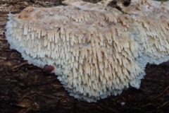 ©Titi. 9 november 2012. Korstzwam ruikt bij wrijven naar ziekenhuis