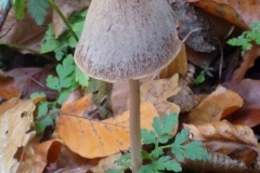 ©Titi. 9 november 2012. Langsteelfranjehoed, Psathyrella conopilus