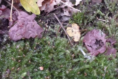 ©Titi. 9 november 2012. Paarse knoopjeszwam