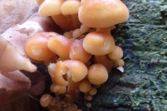 ©Titi. 9 november 2012. fluweelpootje