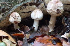 ©Titi. 9 november 2012