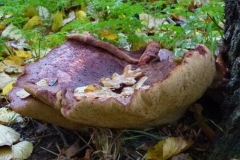 ©Titi.13 november 2012, biefstukzwam 1