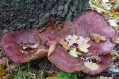 ©Titi.13 november 2012, biefstukzwam 2