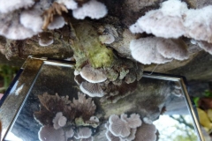 ©Titi.13 november 2012. Een spiegeltje onder de waaiertjes