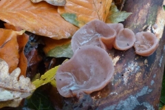 ©Titi.13 november 2012. Judasoortjes