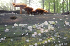 CMechteld, oktober 2012. Honingzwam en witte slijmzwammen