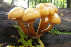 CMechteld, oktober 2012. Honingzwam