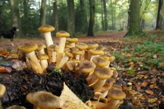 CMechteld, oktober 2012. Honingzwammen in de zon