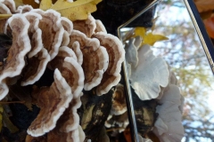 CTiti. 18 november 2012. Gewoon elfenbankje, het spiegeltje toont de witte onderzijde