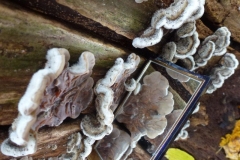 CTiti. 19 nov. 2012. Grijze buisjeszwam, het spiegeltje toont de