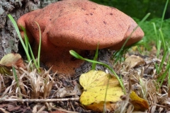 CTiti. 5 oktober 2012. Biefstukzwam