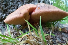 CTiti. 9 oktober 2012. Biefstukzwam a