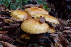 CTiti.9 nov.2012. Goudvliesbundelzwam, Pholiota aurivella