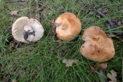 Herschaalde kopie van CIMG1769