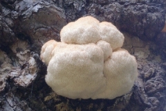 Herschaalde kopie van CIMG1893