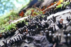 Herschaalde kopie van herfst 2010 008