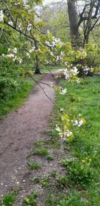 Foto van takken van een bloeiende kersenboom over een wandelpad in de Haarlemmerhout. Mei 2025