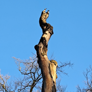 Een paartje nijlganzen zit bovenop een dode boomstam in de Haarlemmerhout in 2025