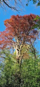Roodgekleurde esdoorn tussen lente-groen