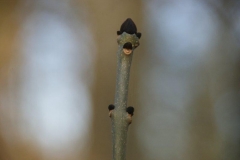 Zwarte knop van een es 16 jan 2012