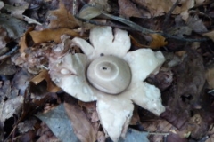 2015 sep 21 gewimperde aardsterren gevonden