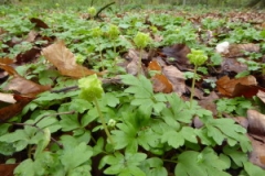 2016 apr Muskuskruid, Adoxa moschatellina