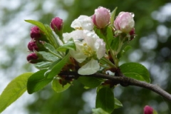 2016 apr appelbloesem
