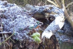 2016 jan. IJsvogeltje in Eindenhout