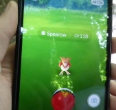 2016 juli 16 Spearow caught in de Hout