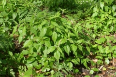 P1150859