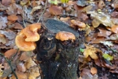 ©Titi. 11 november 2012. Hoe komen de sporen toch op dat stammetje