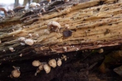 ©Titi. 12 november 2012. Week oorzwammetje, Crepidotus mollis