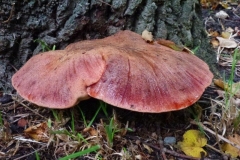 ©Titi. 13 oktober 2012. Biefstukzwam, Fistulina hepatica