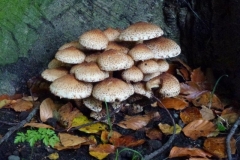 ©Titi. 13 oktober 2012. Grote parasolzwam, Macrolepiota procera