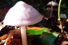 ©Titi. 14 oktober 2012. Gewoon elfenschermpje, Mycena pura f pura