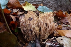 ©Titi. 16 november 2012. Rechte koraalzwam, Ramaria stricta