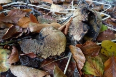 ©Titi. 17 oktober 2012. Bovist ontploft!