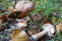 ©Titi. 17 oktober 2012. Echte honingzwam, Armillaria mellea